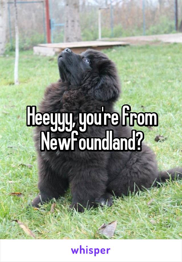 Heeyyy, you're from Newfoundland?