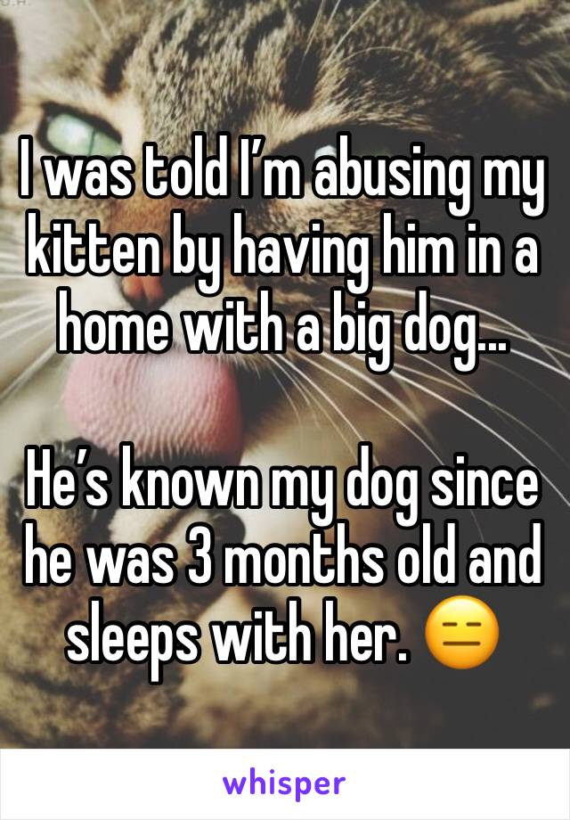 I was told I’m abusing my kitten by having him in a home with a big dog...

He’s known my dog since he was 3 months old and sleeps with her. 😑