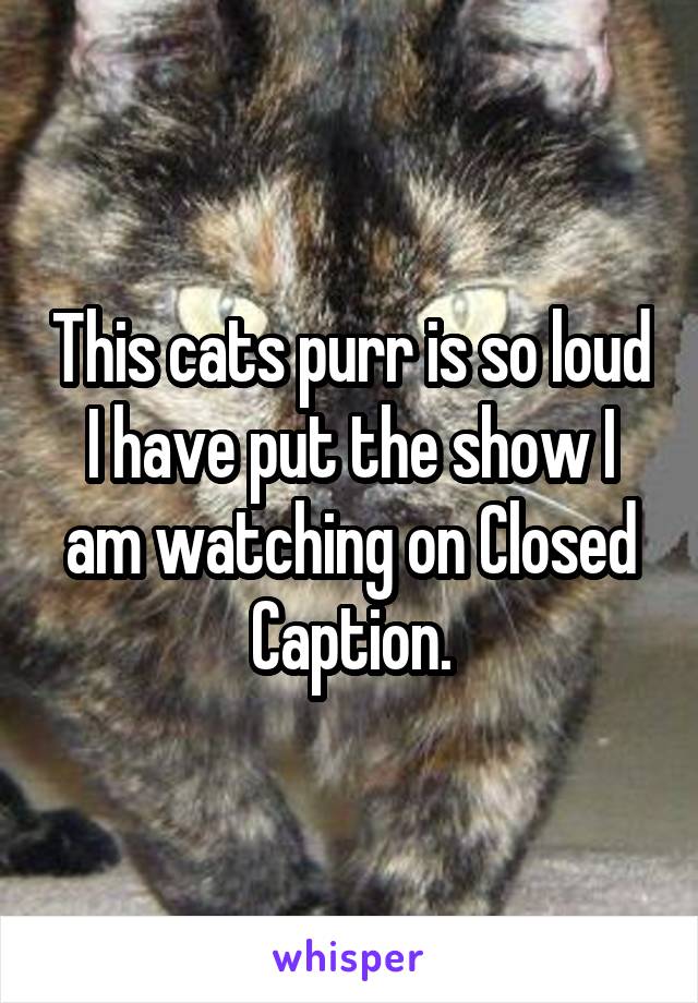 This cats purr is so loud I have put the show I am watching on Closed Caption.