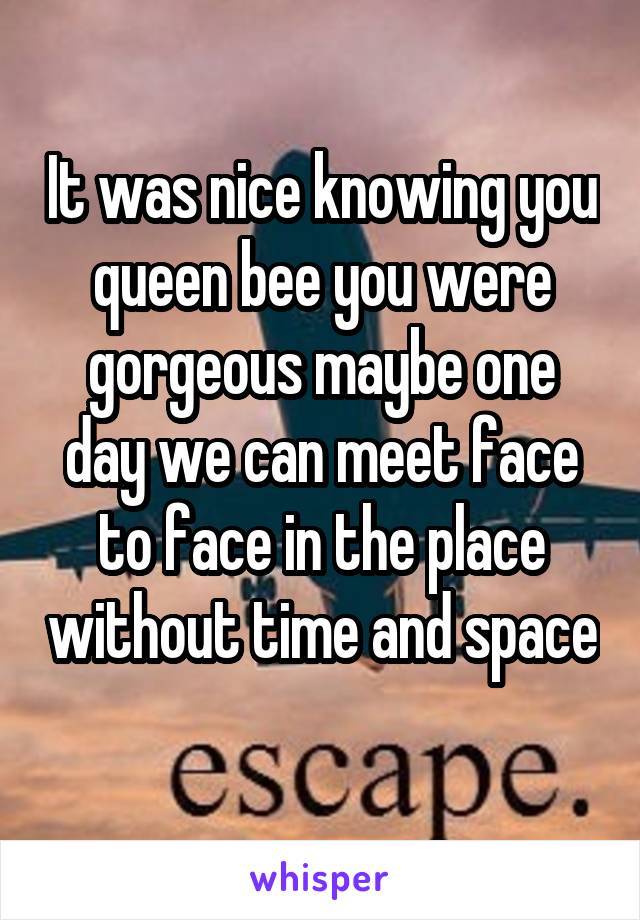 It was nice knowing you queen bee you were gorgeous maybe one day we can meet face to face in the place without time and space 