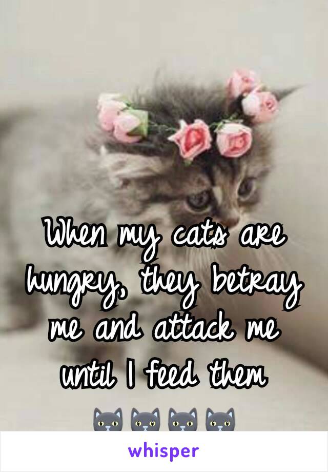 When my cats are hungry, they betray me and attack me until I feed them
🐱🐱🐱🐱