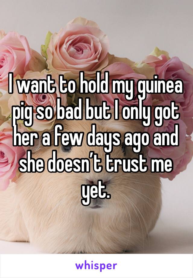 I want to hold my guinea pig so bad but I only got her a few days ago and she doesn’t trust me yet. 