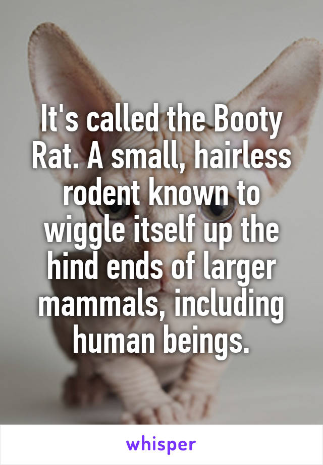 It's called the Booty Rat. A small, hairless rodent known to wiggle itself up the hind ends of larger mammals, including human beings.