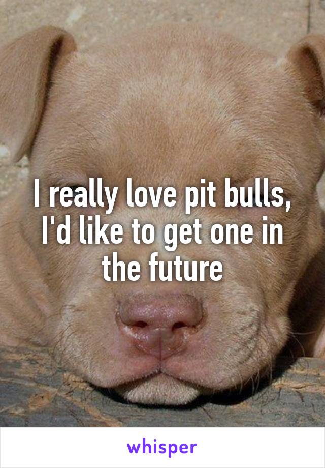 I really love pit bulls, I'd like to get one in the future