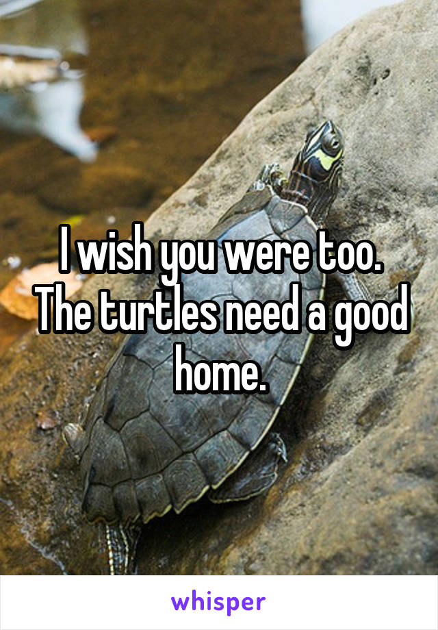 I wish you were too. The turtles need a good home.