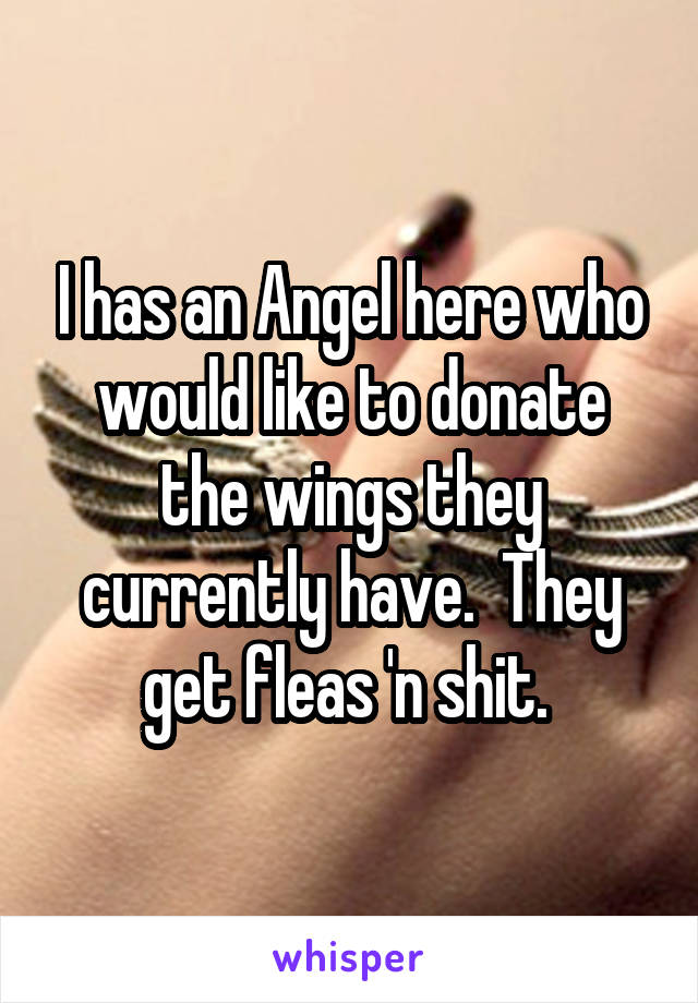 I has an Angel here who would like to donate the wings they currently have.  They get fleas 'n shit. 