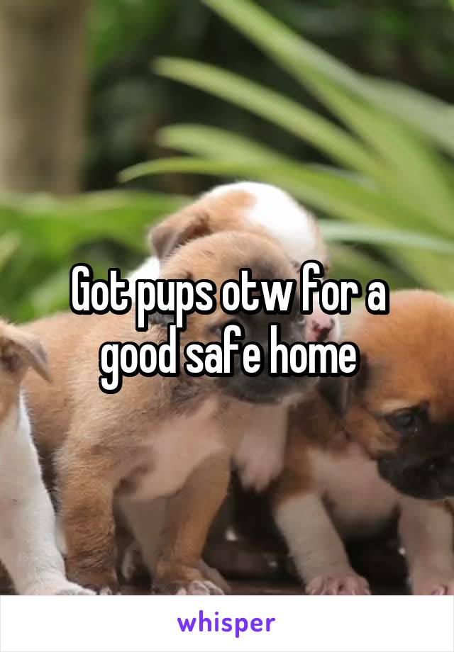 Got pups otw for a good safe home