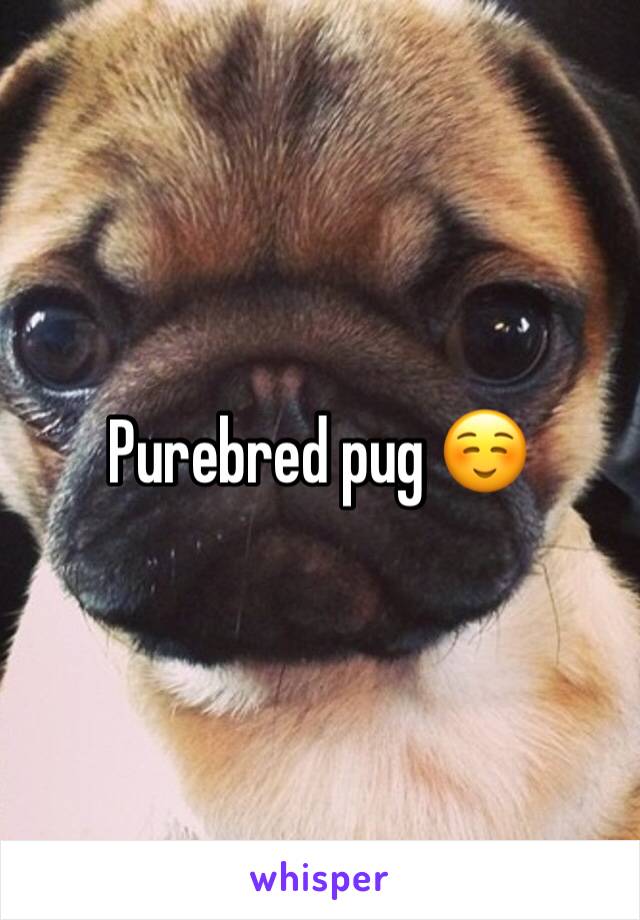 Purebred pug ☺️