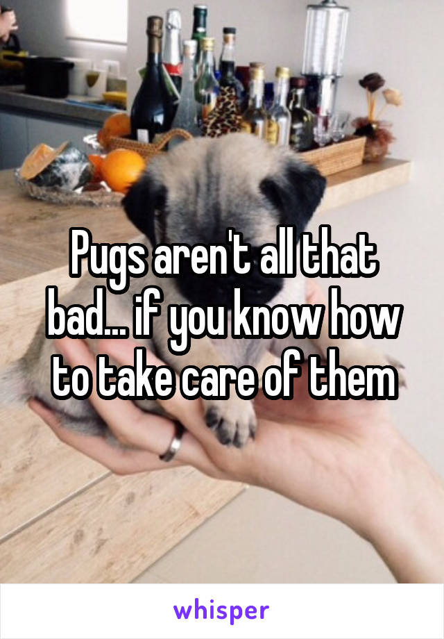 Pugs aren't all that bad... if you know how to take care of them