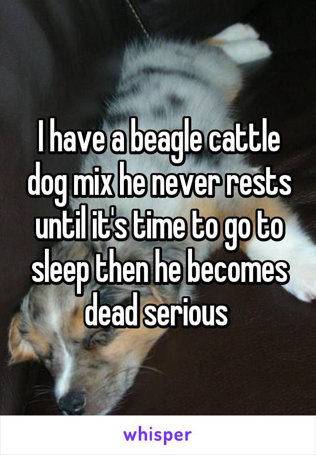 I have a beagle cattle dog mix he never rests until it's time to go to sleep then he becomes dead serious 
