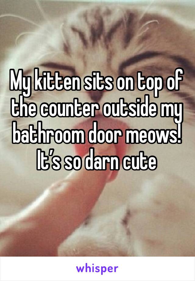 My kitten sits on top of the counter outside my bathroom door meows! It’s so darn cute
