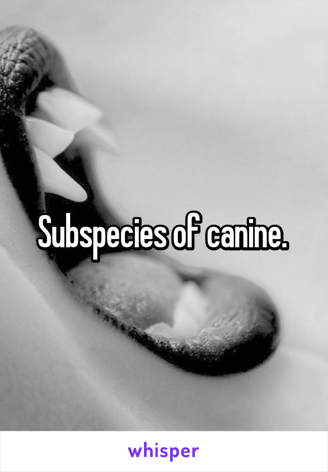 Subspecies of canine. 
