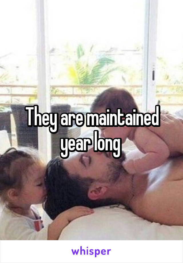 They are maintained year long 