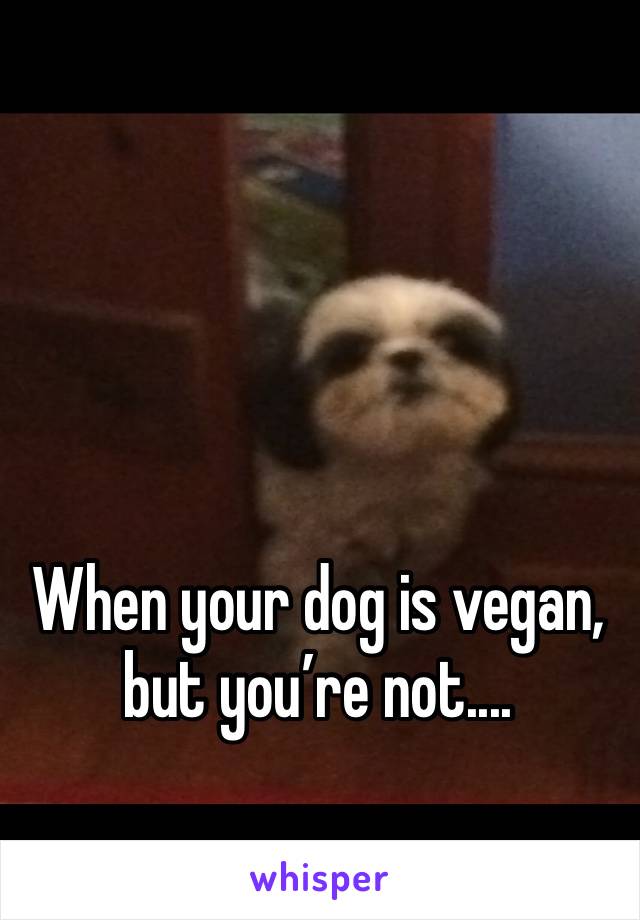 When your dog is vegan, but you’re not....