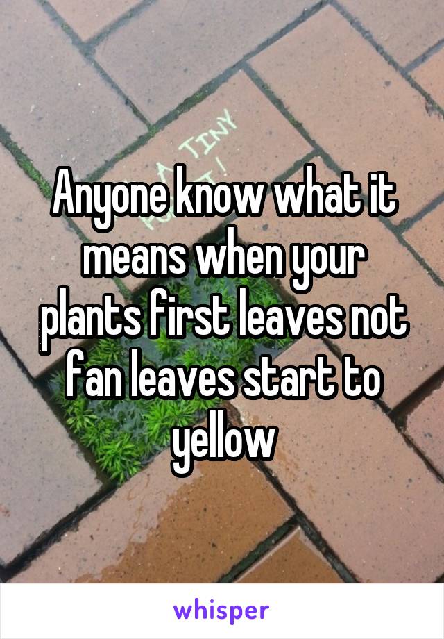 Anyone know what it means when your plants first leaves not fan leaves start to yellow