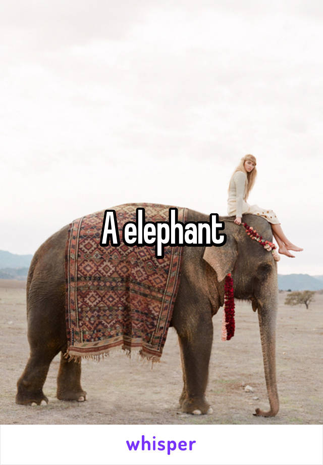 A elephant
