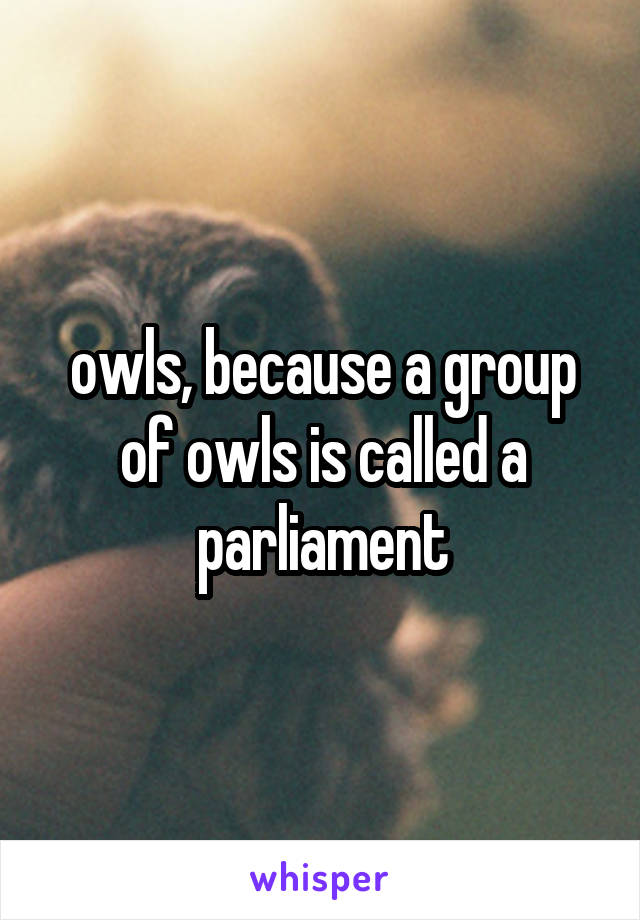 owls, because a group of owls is called a parliament