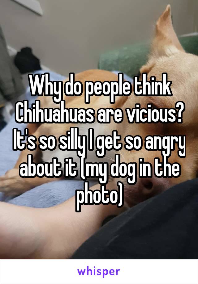 Why do people think Chihuahuas are vicious? It's so silly I get so angry about it (my dog in the photo)