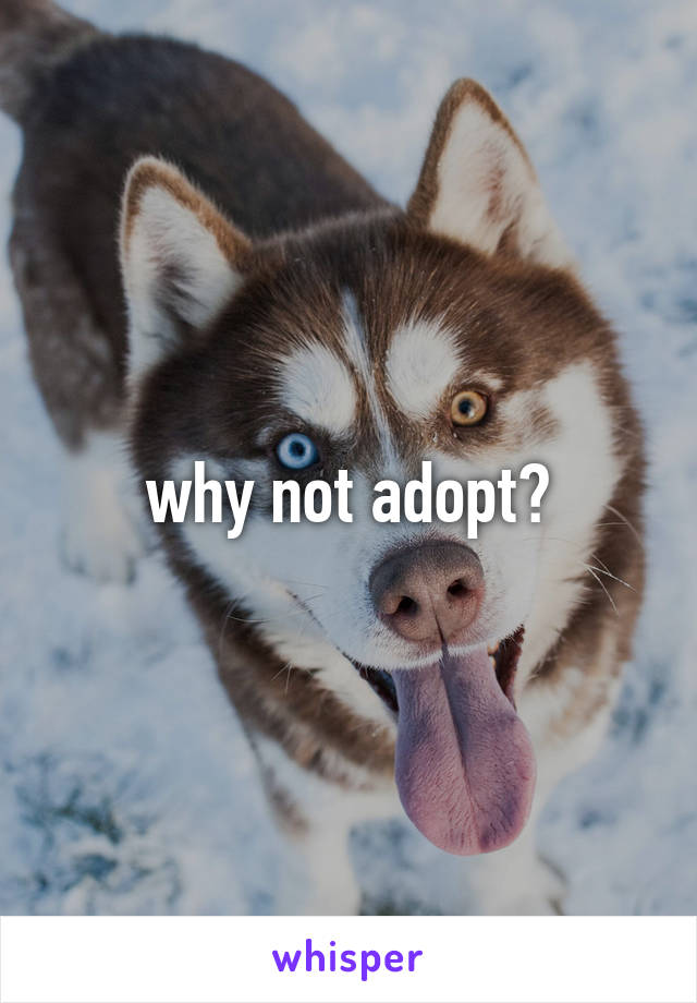 why not adopt?