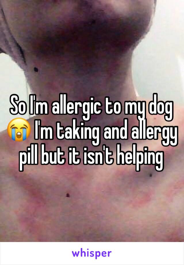So I'm allergic to my dog 😭 I'm taking and allergy pill but it isn't helping 
