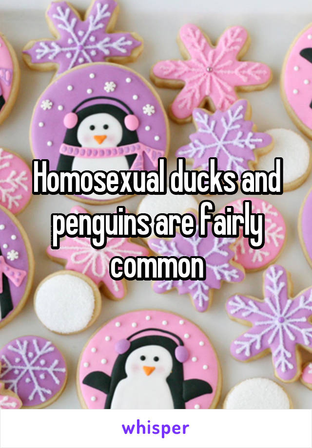 Homosexual ducks and penguins are fairly common