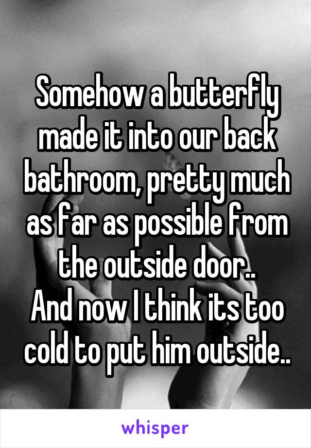 Somehow a butterfly made it into our back bathroom, pretty much as far as possible from the outside door..
And now I think its too cold to put him outside..