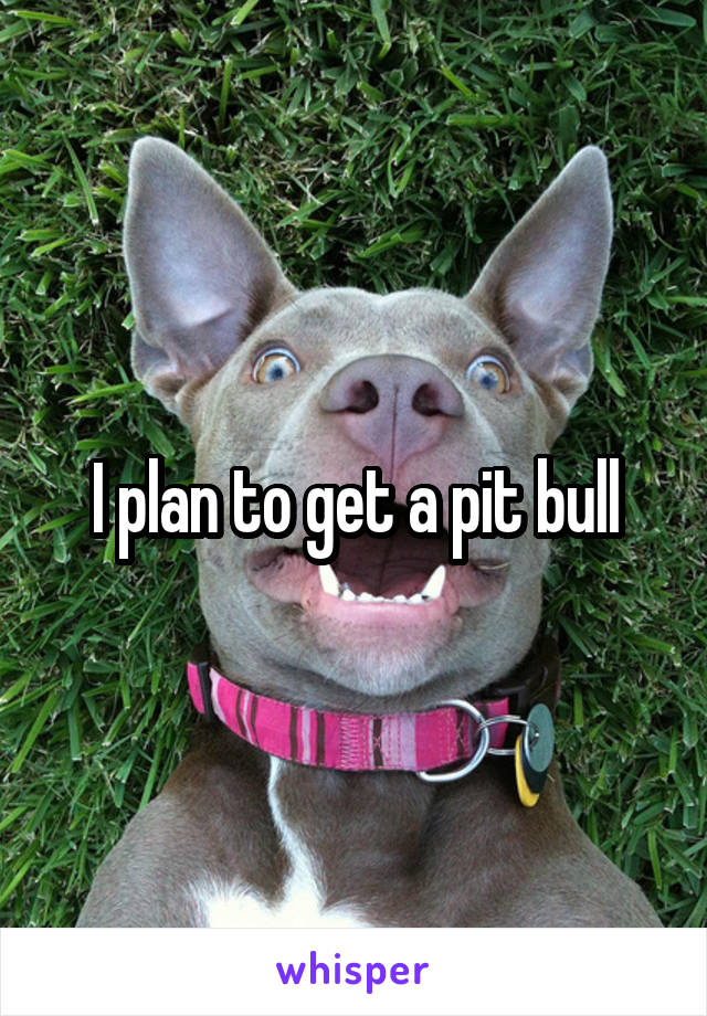 I plan to get a pit bull