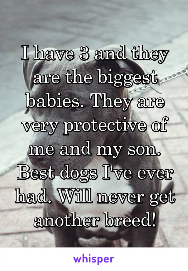 I have 3 and they are the biggest babies. They are very protective of me and my son. Best dogs I've ever had. Will never get another breed!