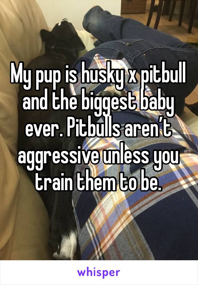 My pup is husky x pitbull and the biggest baby ever. Pitbulls aren’t aggressive unless you train them to be. 