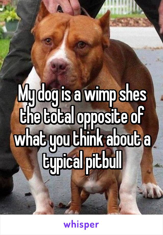 
My dog is a wimp shes the total opposite of what you think about a typical pitbull