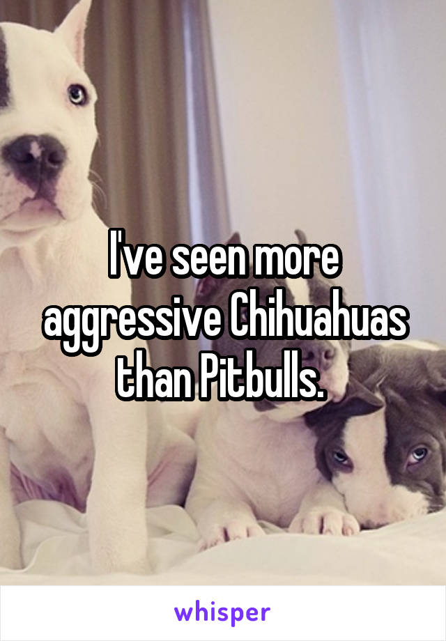 I've seen more aggressive Chihuahuas than Pitbulls. 