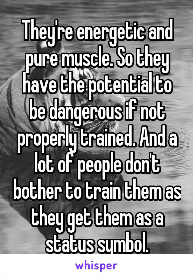 They're energetic and pure muscle. So they have the potential to be dangerous if not properly trained. And a lot of people don't bother to train them as they get them as a status symbol.