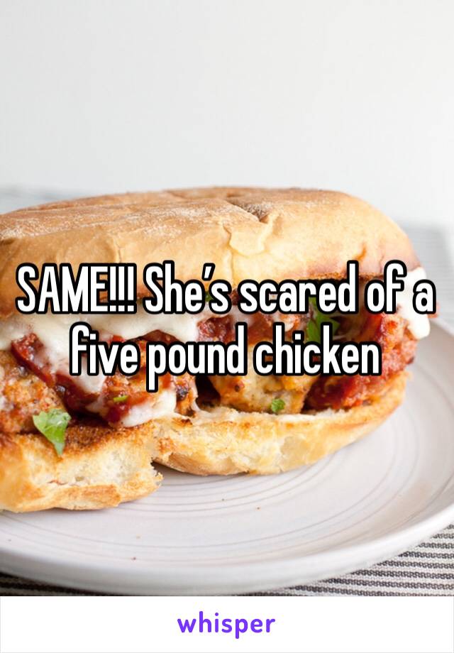 SAME!!! She’s scared of a five pound chicken 