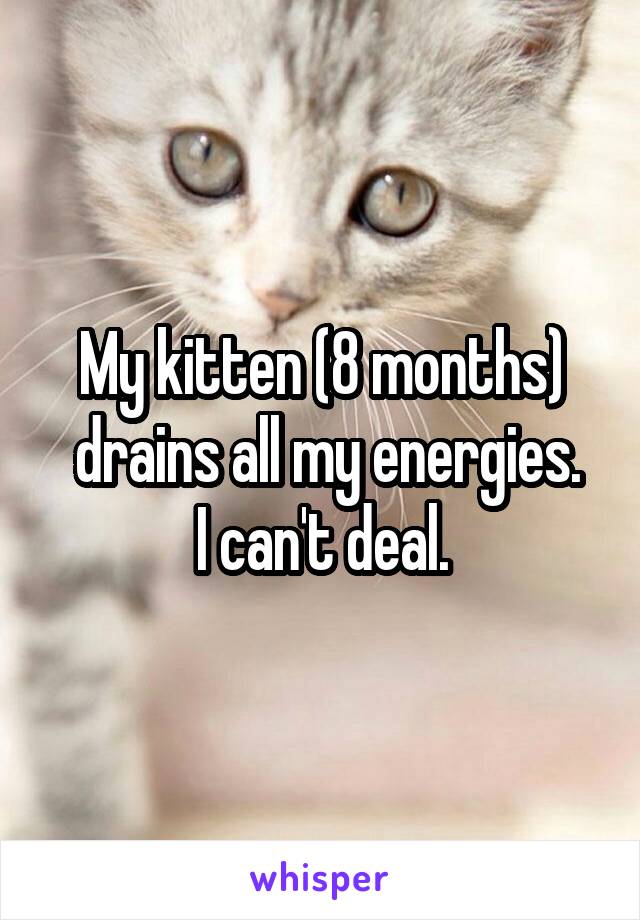 My kitten (8 months)
 drains all my energies.
I can't deal.