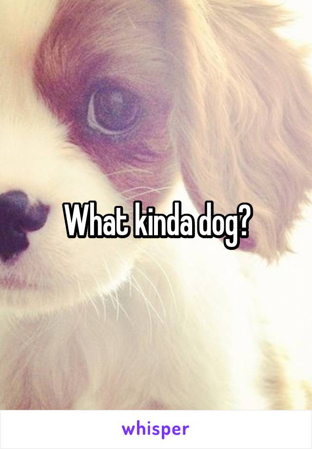 What kinda dog?