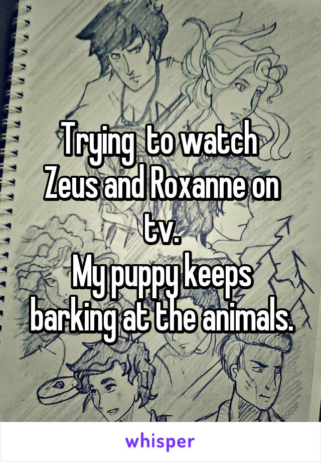 Trying  to watch 
Zeus and Roxanne on tv.
My puppy keeps barking at the animals.