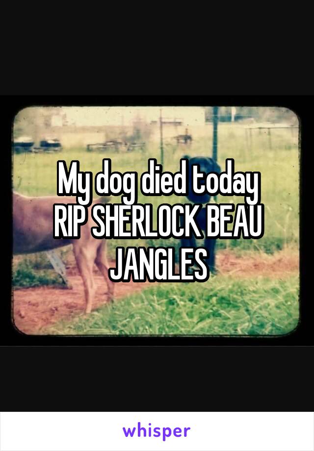 My dog died today
RIP SHERLOCK BEAU JANGLES