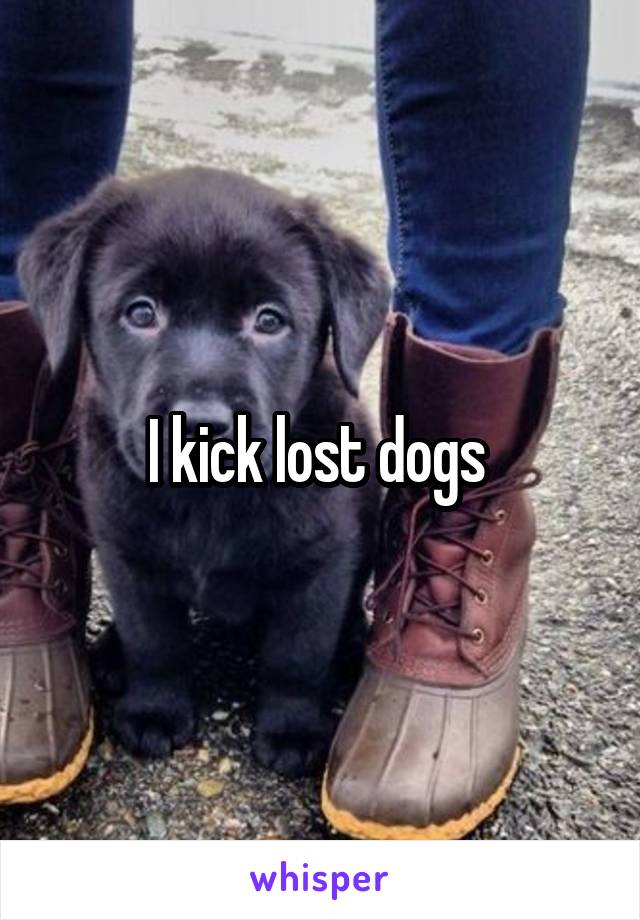 I kick lost dogs 