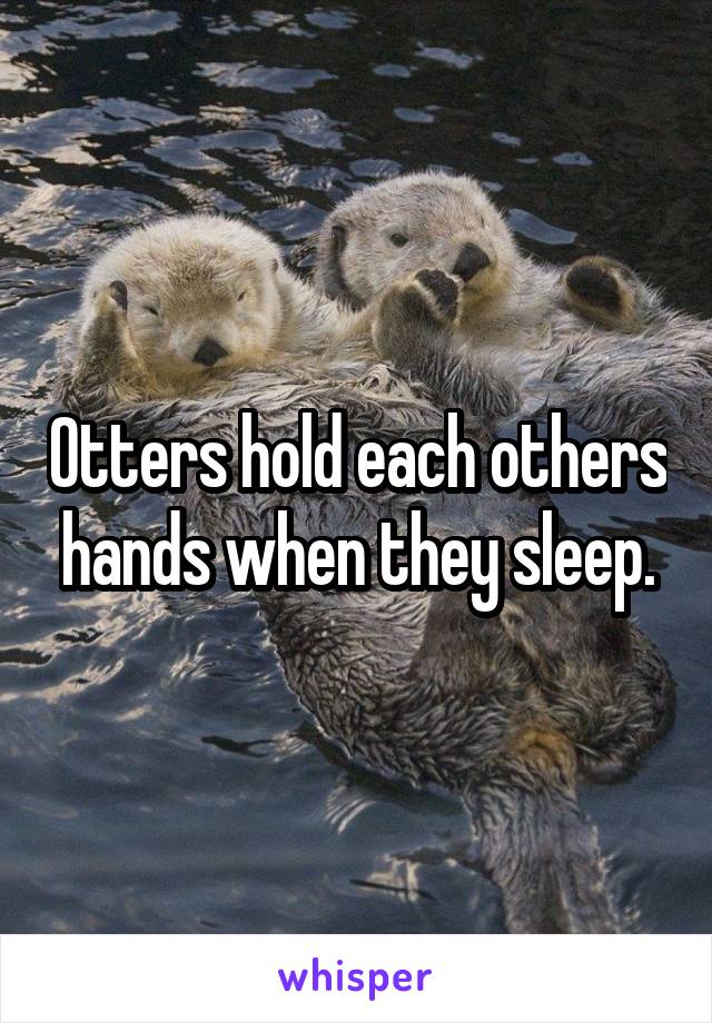 Otters hold each others hands when they sleep.