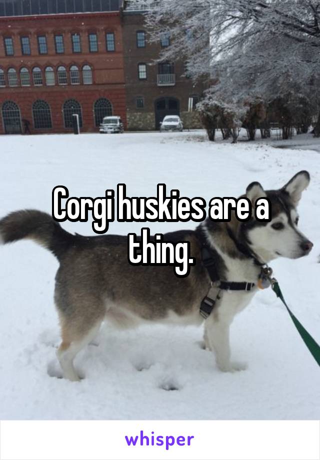 Corgi huskies are a thing.