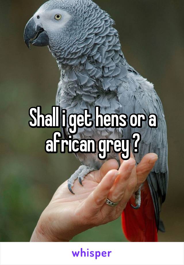 Shall i get hens or a african grey ?