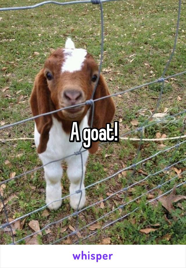 A goat!