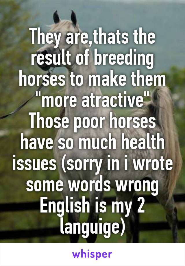 They are,thats the result of breeding horses to make them "more atractive"
Those poor horses have so much health issues (sorry in i wrote some words wrong English is my 2 languige)