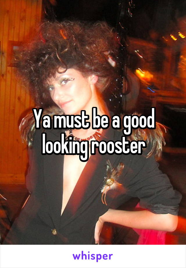 Ya must be a good looking rooster