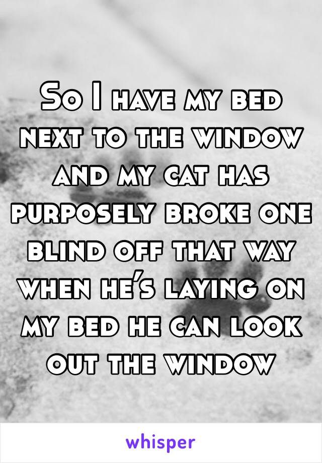 So I have my bed next to the window and my cat has purposely broke one blind off that way when he’s laying on my bed he can look out the window 