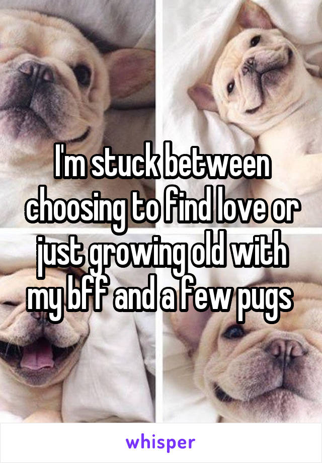 I'm stuck between choosing to find love or just growing old with my bff and a few pugs 