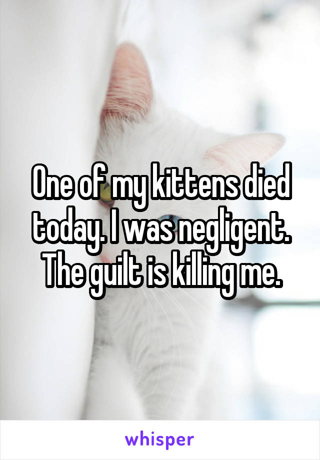 One of my kittens died today. I was negligent. The guilt is killing me.