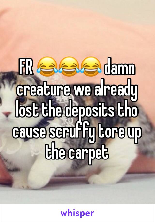 FR 😂😂😂 damn creature we already lost the deposits tho cause scruffy tore up the carpet 