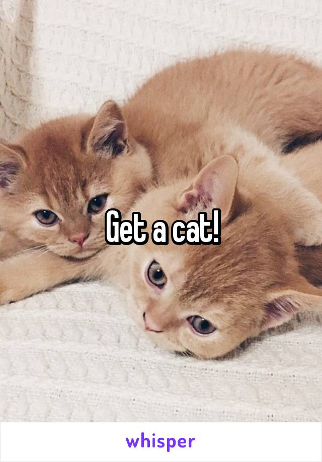 Get a cat!