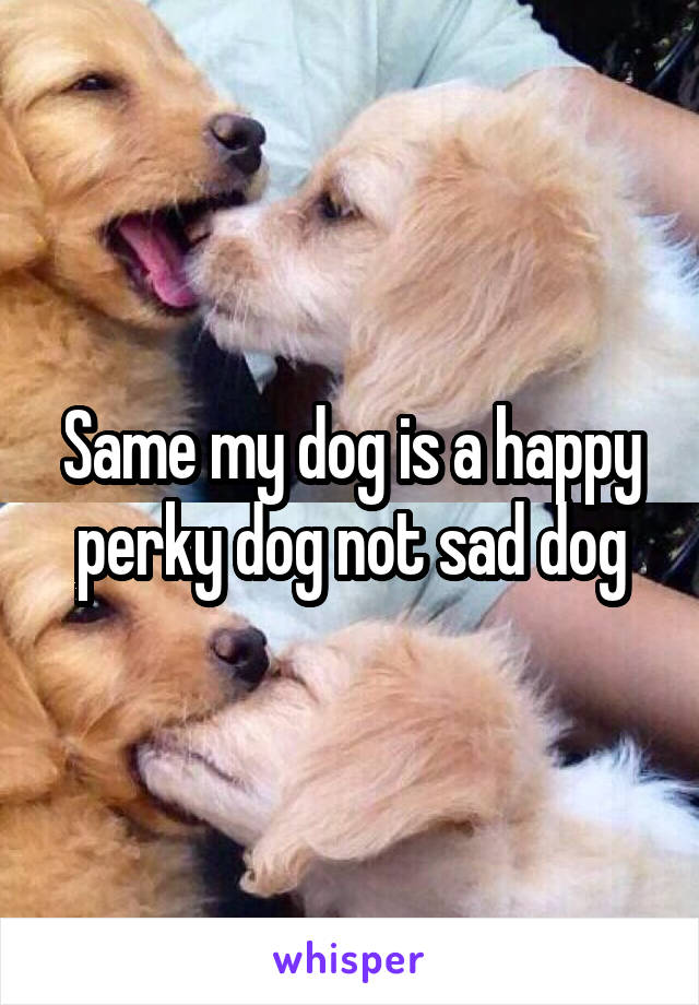 Same my dog is a happy perky dog not sad dog